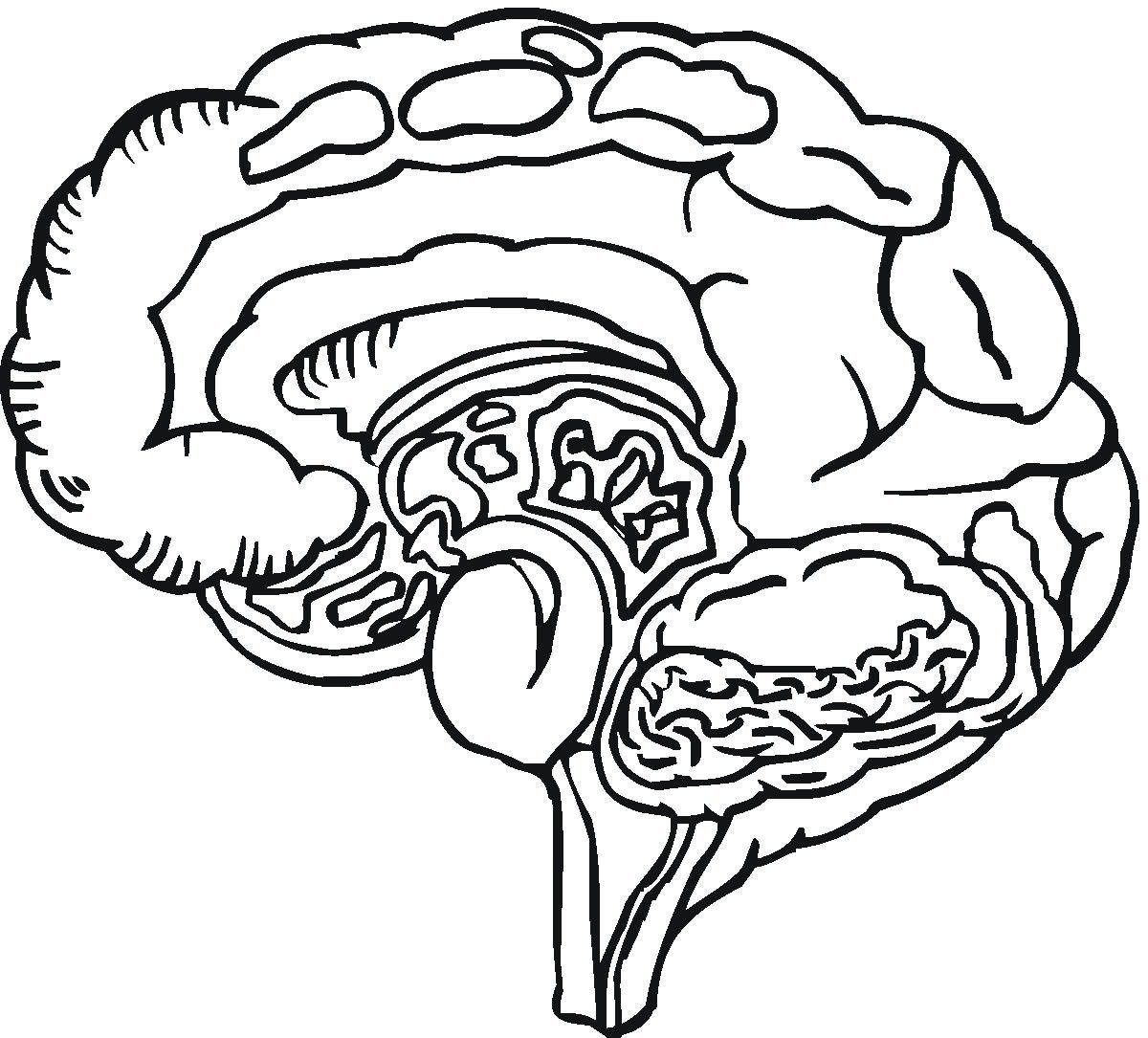 Рисунок трафарет головного мозга фото