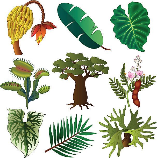 Рисунок тропических растений и животных фото