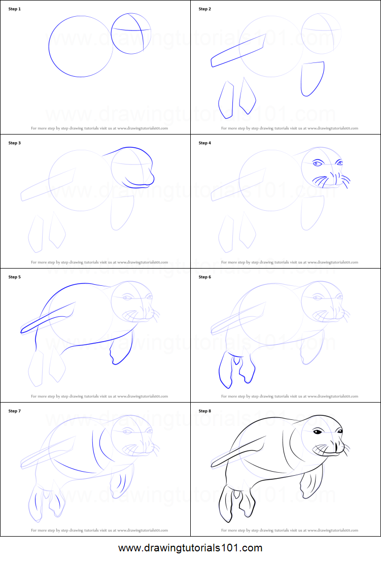 Рисунок тюлень для детей поэтапно фото