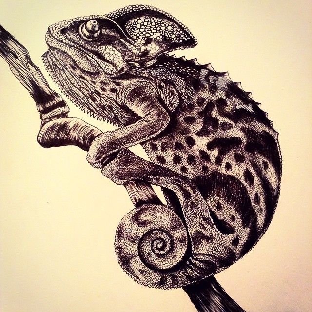 Рисунок животного хамелеон фото
