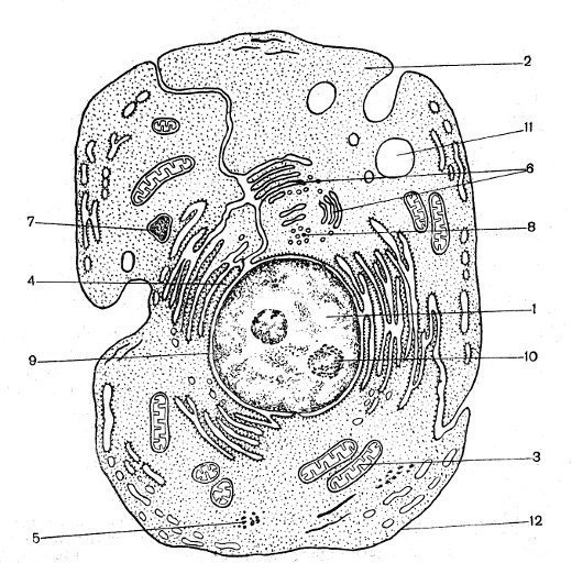 Рисунок животной клетки без обозначений фото