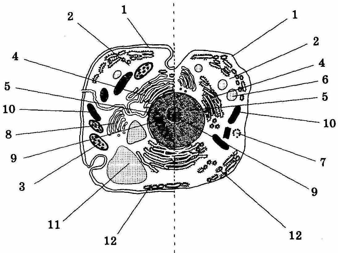 Рисунок животной клетки с обозначениями фото