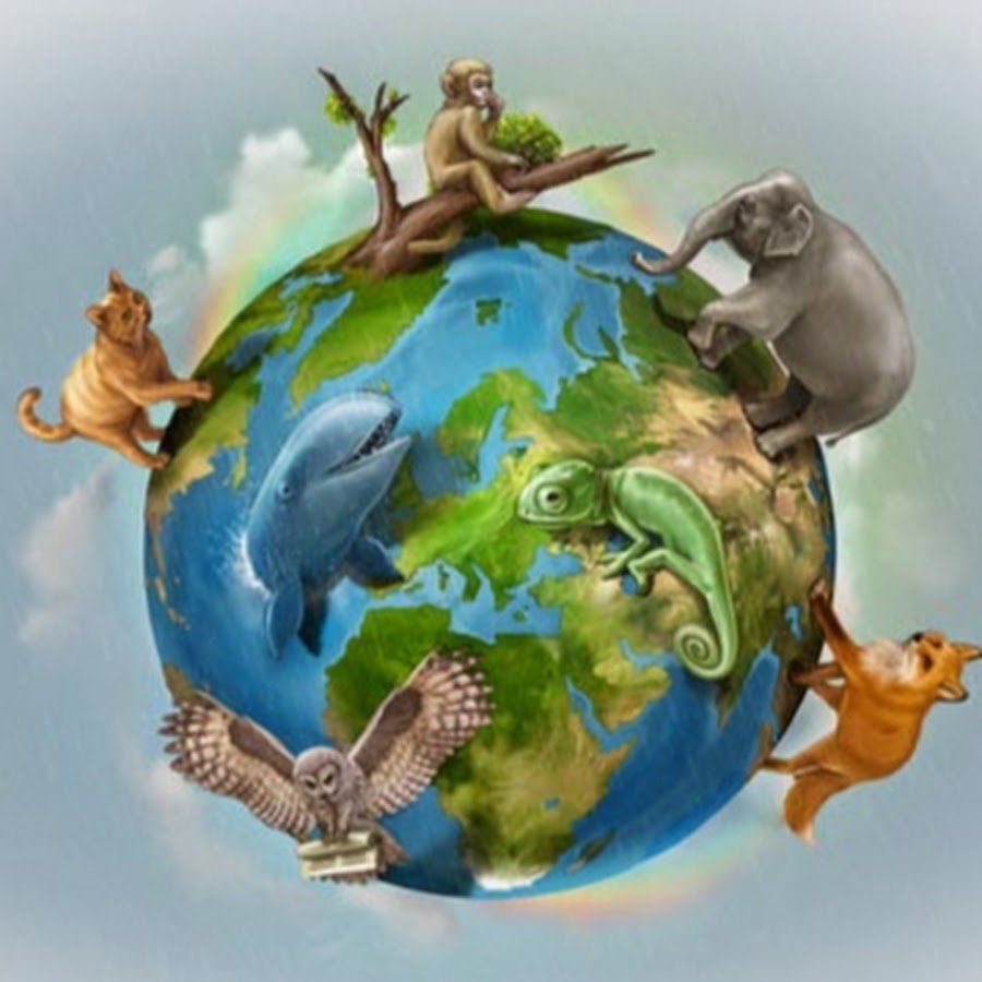 Рисунок животные нашей планеты фото