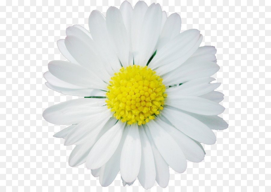 Ромашка на прозрачном фоне цветок фото