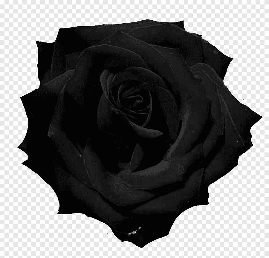 Роза черно белая прозрачный фон фото