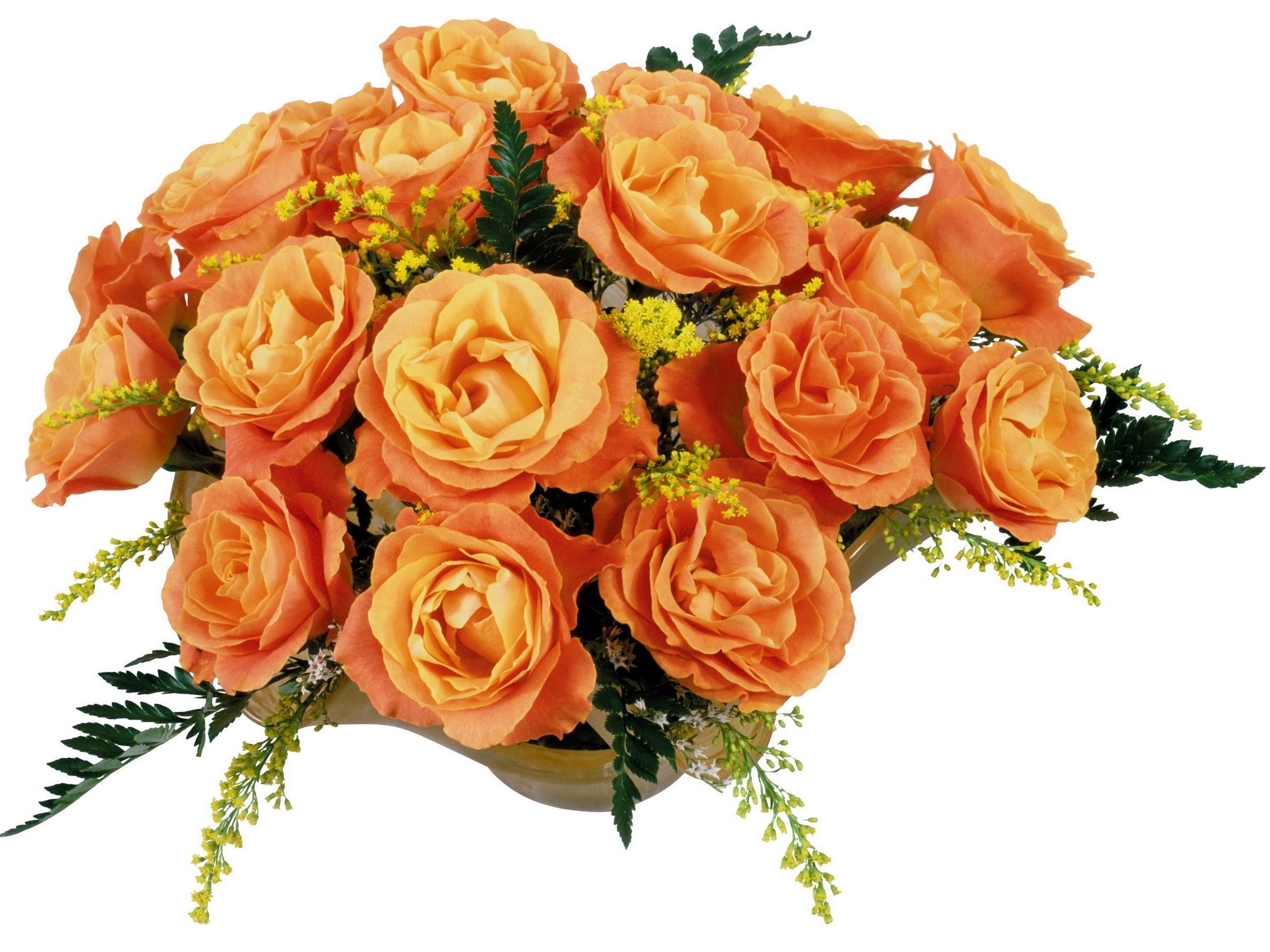 Роза оранжевая на прозрачном фоне фото