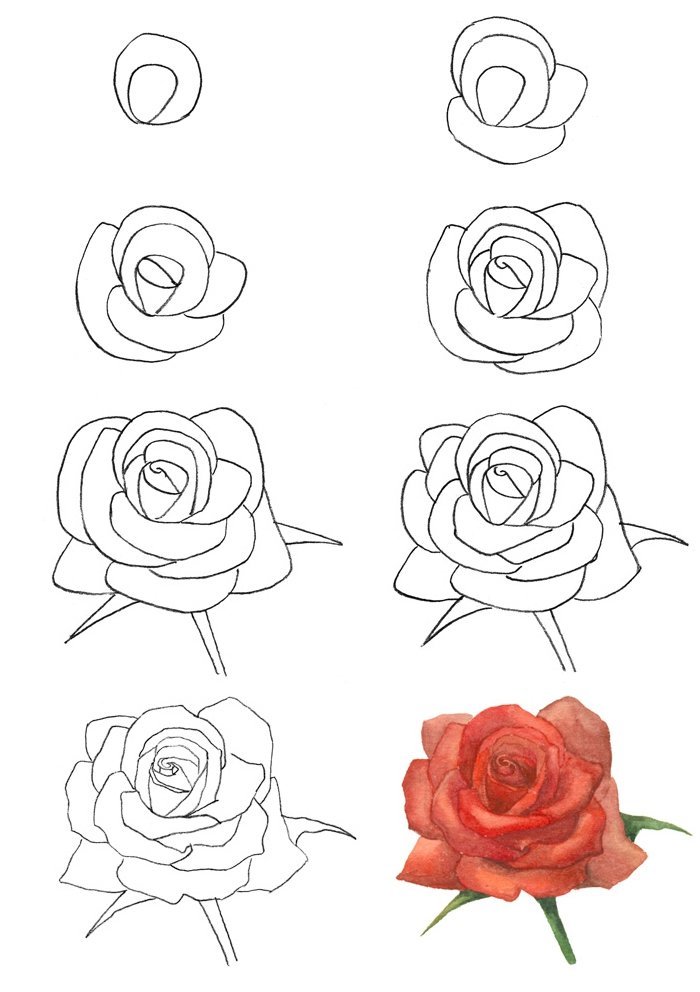 Роза рисунок простой карандашом для начинающих фото