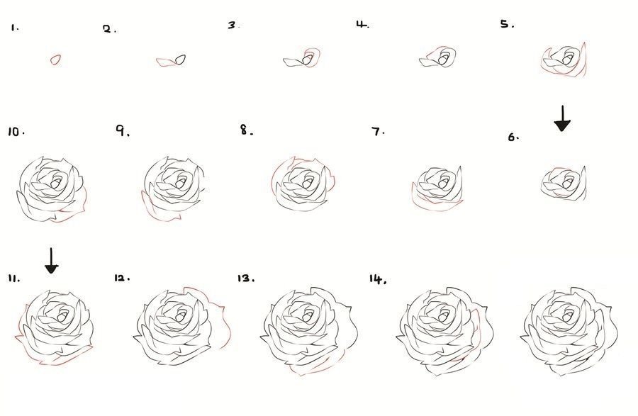 Роза рисунок простой поэтапно для начинающих фото