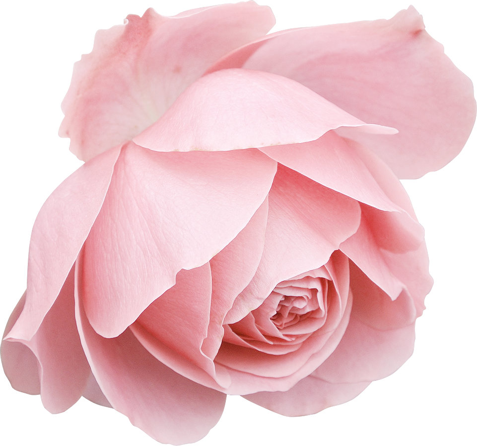 Розовые розы на прозрачном фоне фото