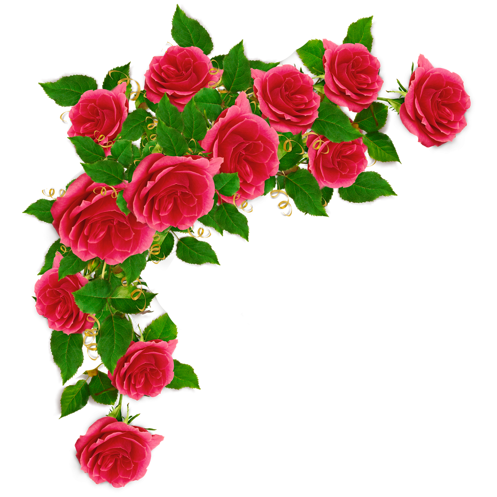 Розы угловые на прозрачном фоне фото