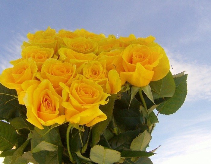 Розы желтые открытки фото