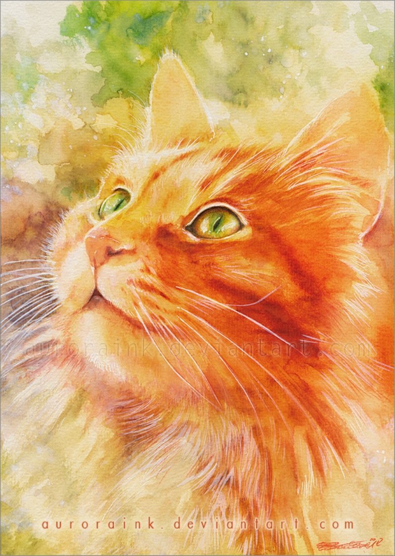 Рыжий кот рисунок арт фото