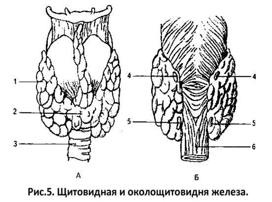 Щитовидная железа животных рисунок фото