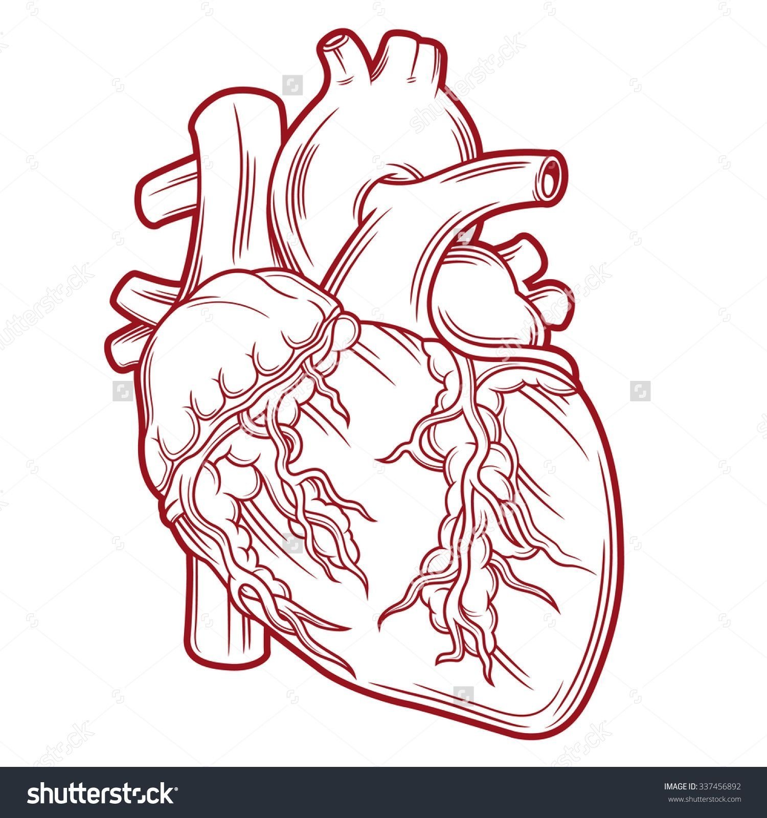 Сердце человека контур на прозрачном фоне фото
