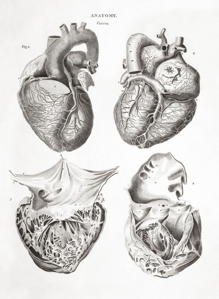 Сердце животного рисунок фото