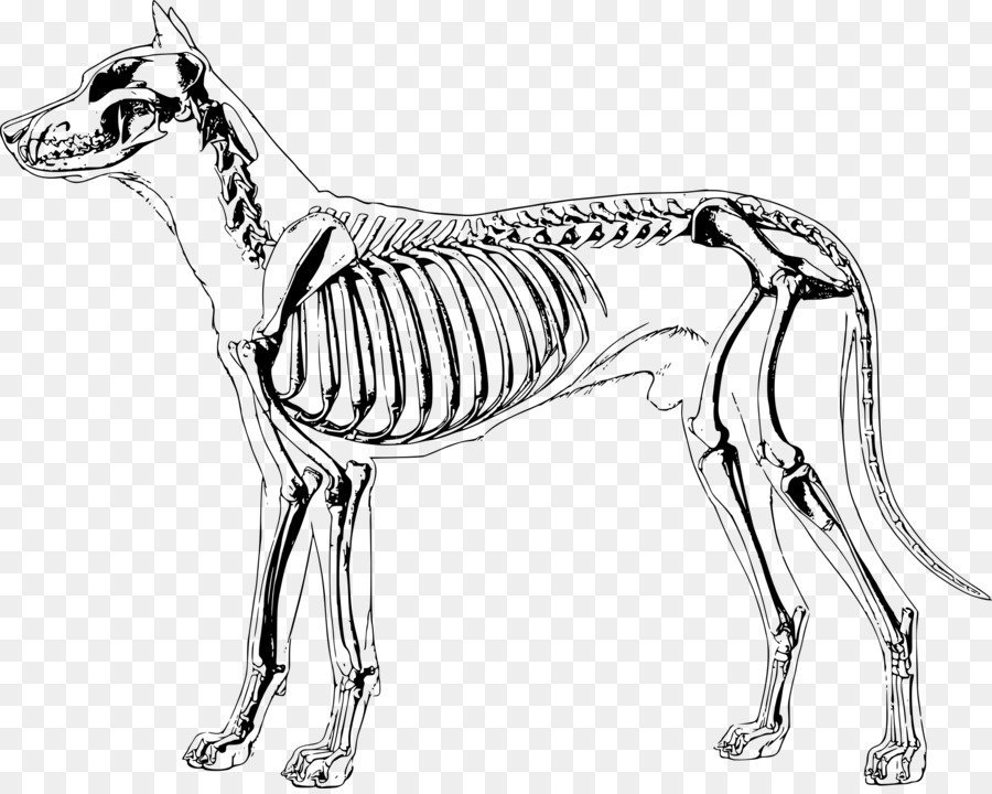 Скелет животного рисунок фото