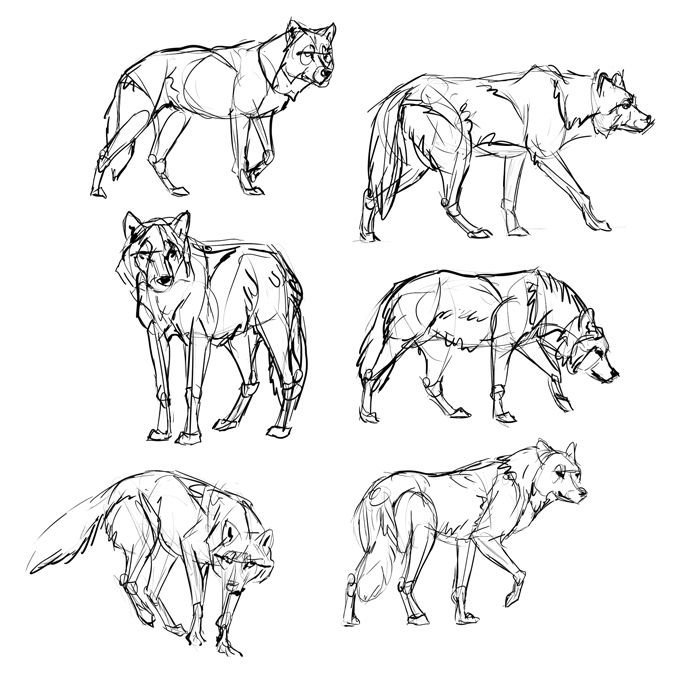 Схематические рисунки разных типов животных фото