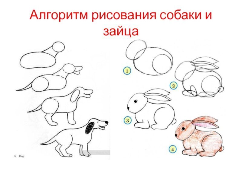 Схематические рисунки животных фото