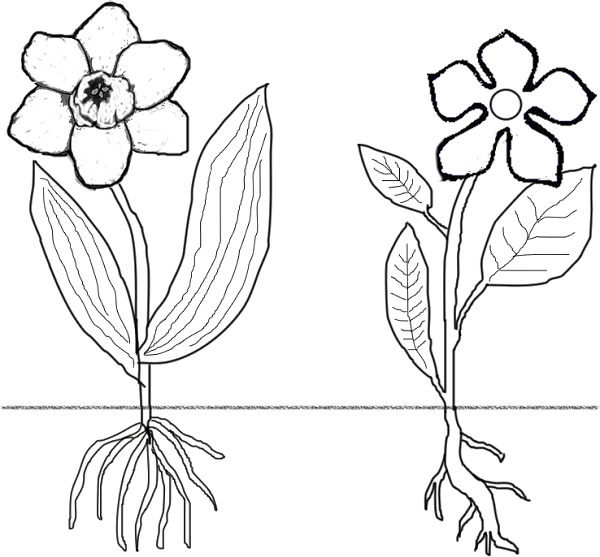 Схематичный рисунок растения и животные фото