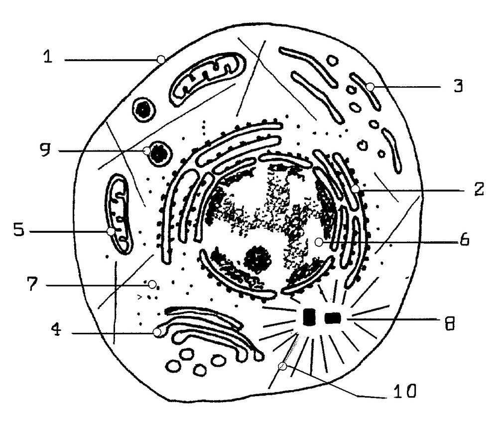 Схематичный рисунок животной клетки фото