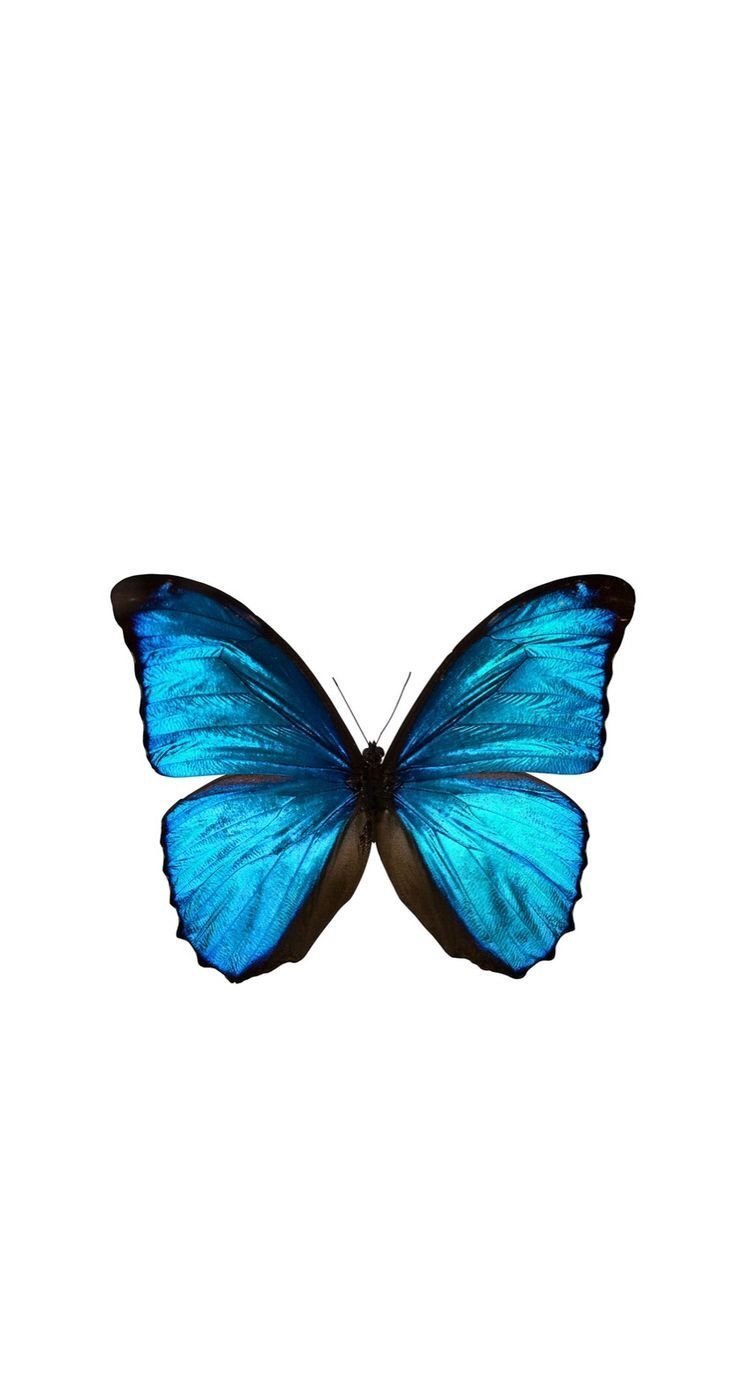 Смайлик бабочка на прозрачном фоне фото