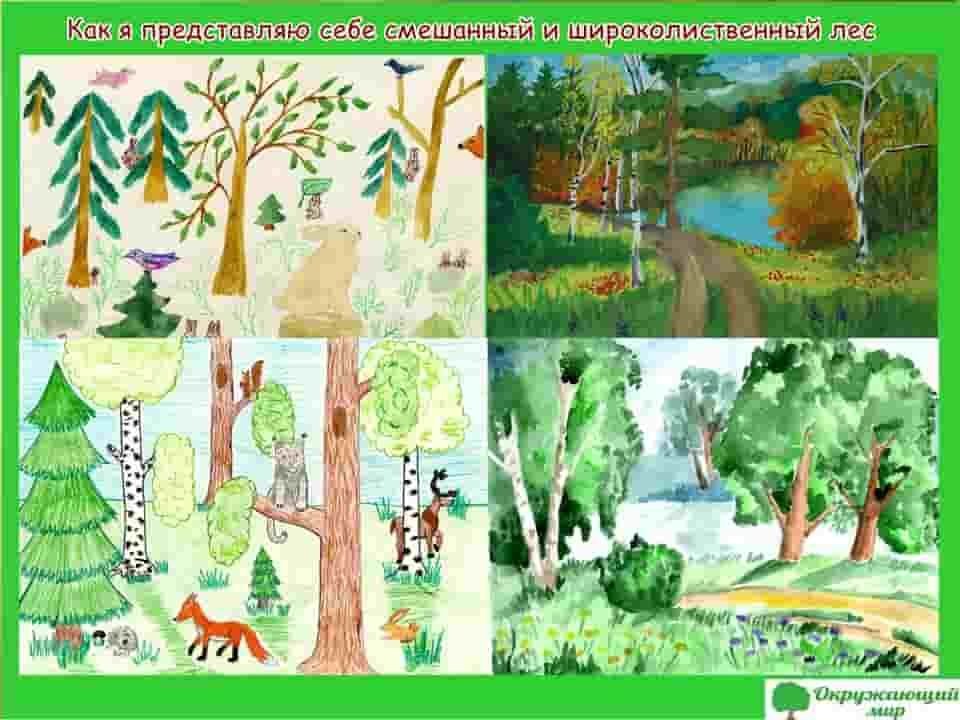 Смешанный лес рисунок животные фото