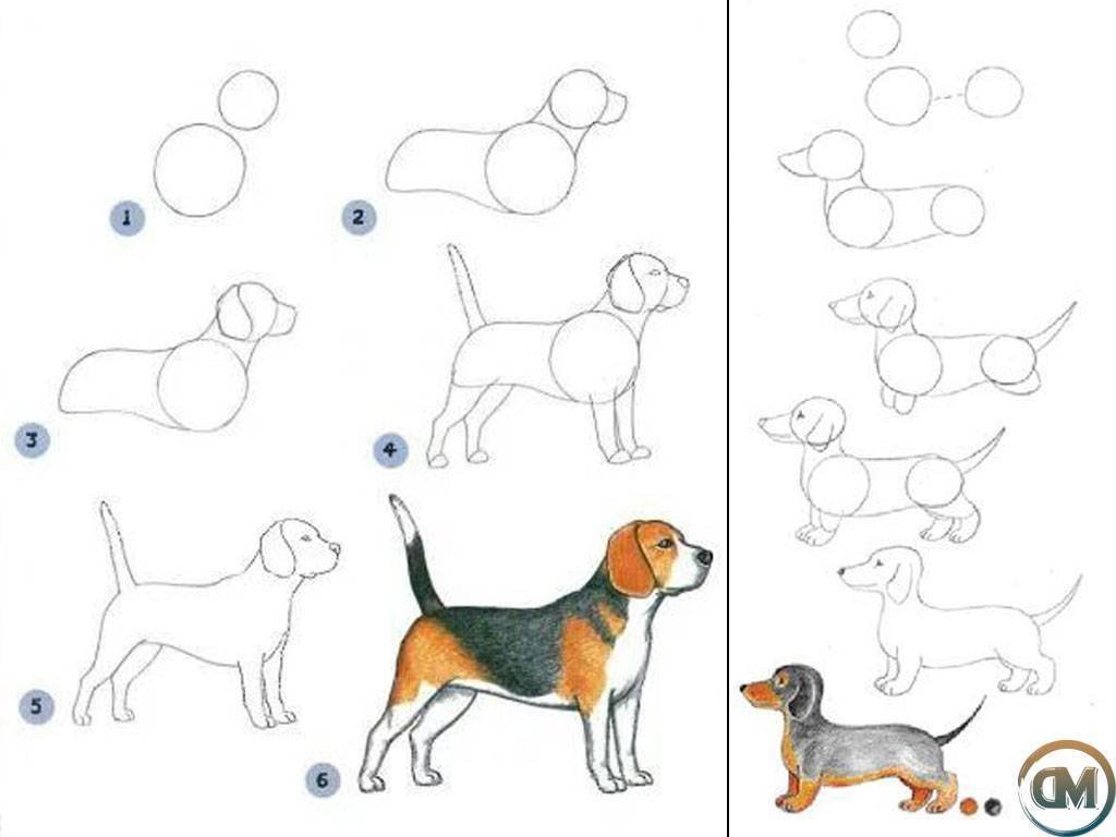 Собачка рисунок для детей поэтапно простой фото