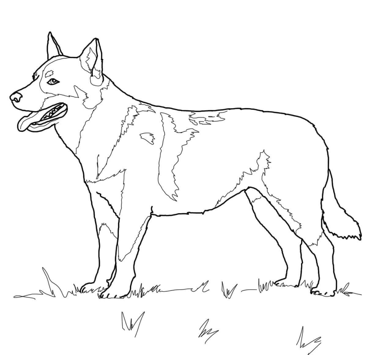 Собака овчарка рисунок детский фото