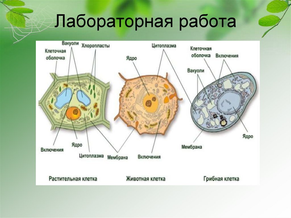 Сравнение клеток животных и растений рисунок фото