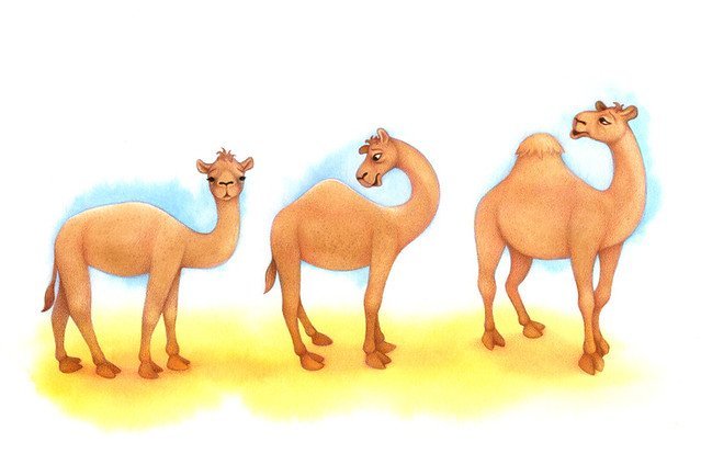 Сравните животных на рисунках 51 и 52 и верблюд фото