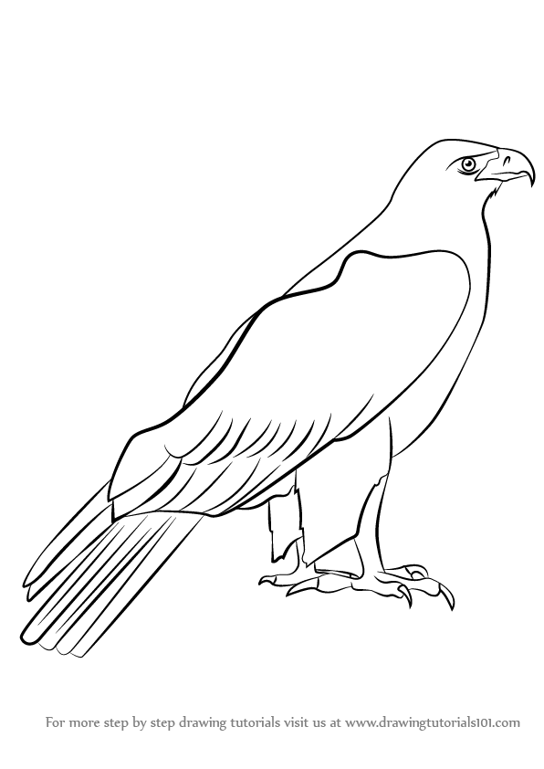 Степной орел рисунок поэтапно фото
