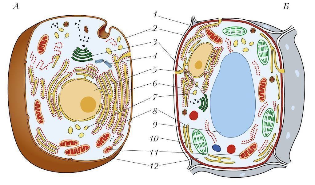 Строение животной клетки рисунок легкий фото