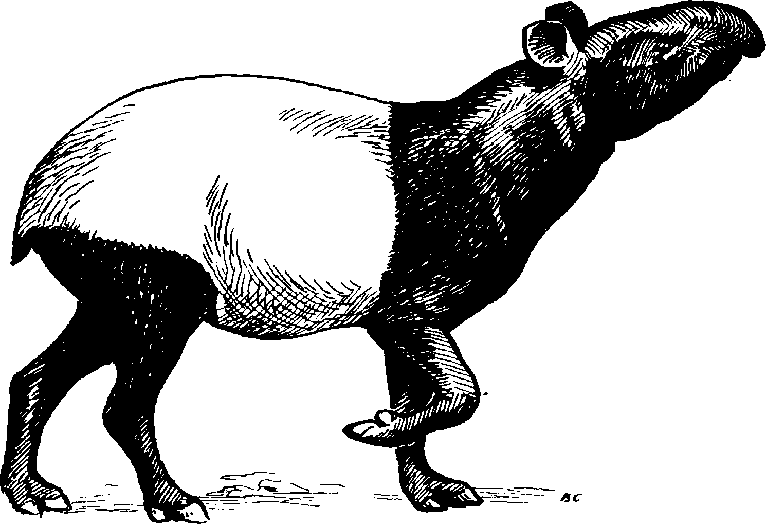 Тапир животное рисунок фото