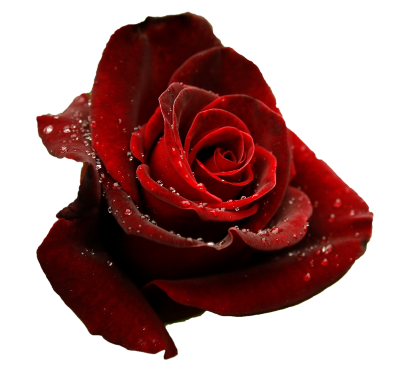 Темно красная роза на прозрачном фоне фото