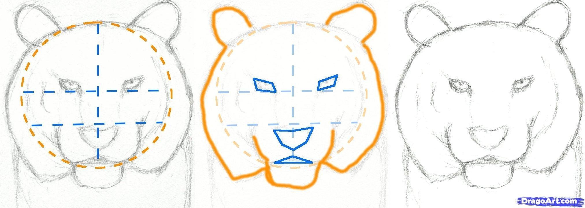 Тигр рисунок поэтапно для детей карандашом легко фото