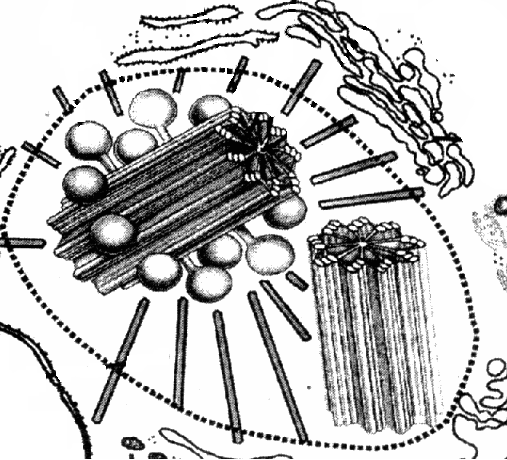 Центриоли в животной клетке рисунок фото