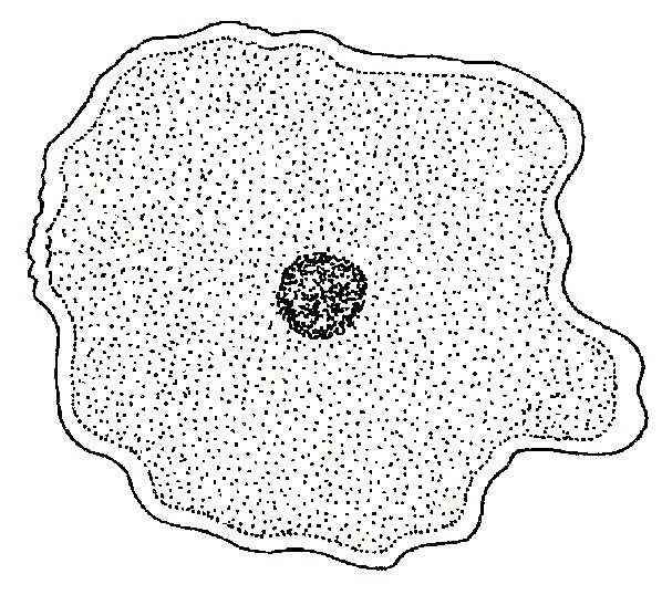 Цитоплазма животной клетки рисунок фото