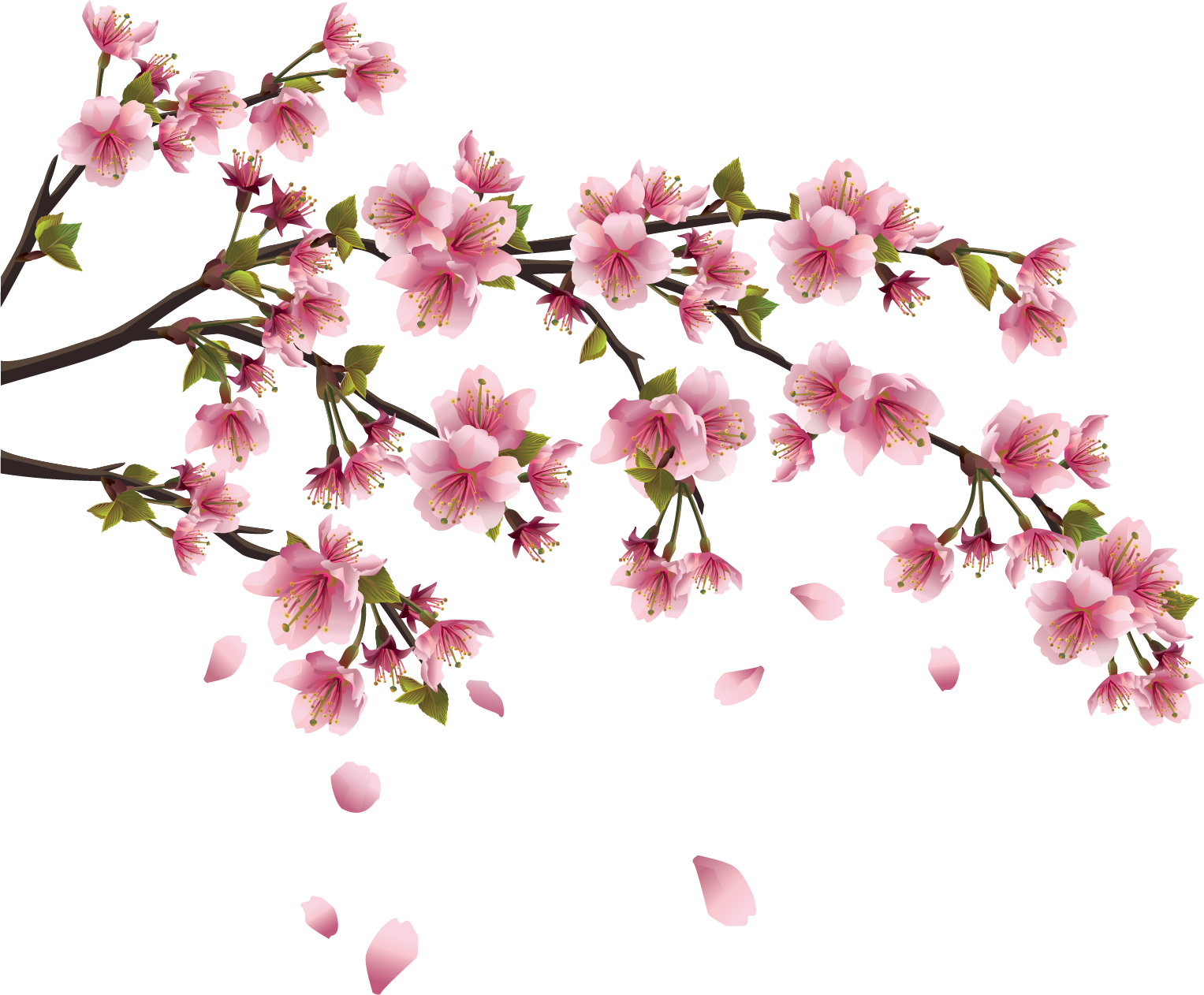 Цветение сакуры на прозрачном фоне фото