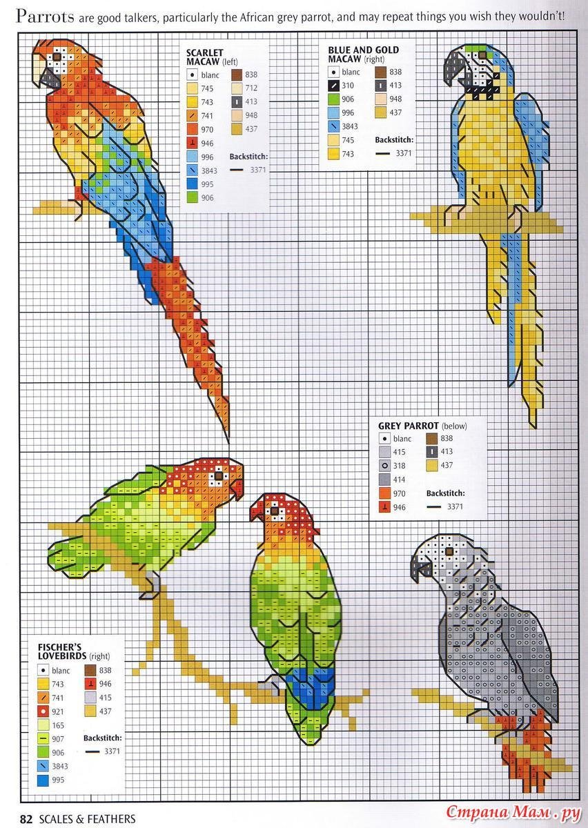 Цветные рисунки по клеточкам попугай фото