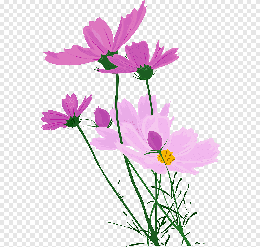 Цветок космея на прозрачном фоне фото