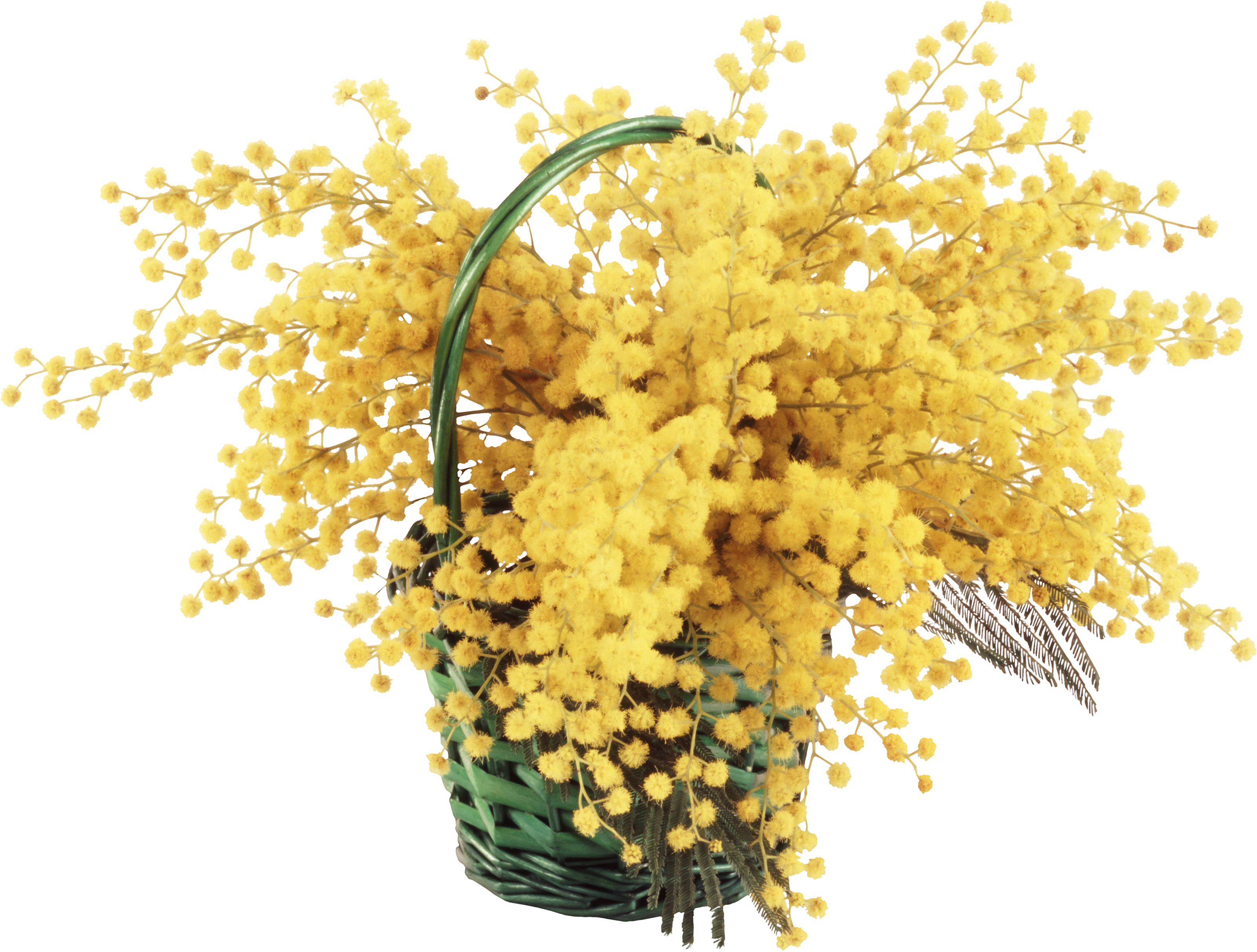 Цветок мимозы на прозрачном фоне фото