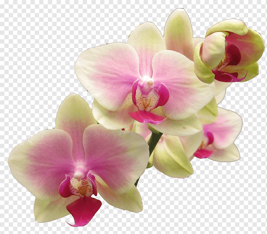 Цветок орхидея на прозрачном фоне фото