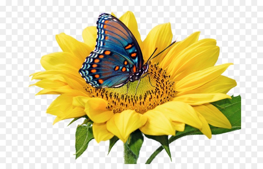 Цветок с бабочкой на прозрачном фоне фото
