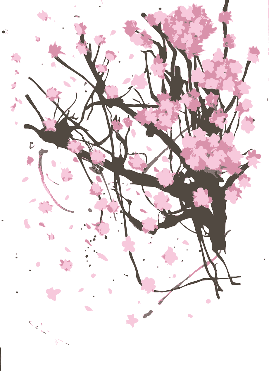 Цветущая сакура арт рисунок фото