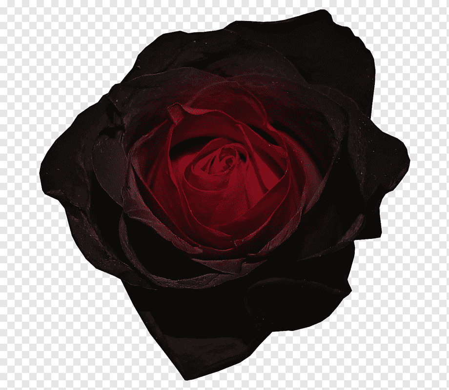 Цветы черные на прозрачном фоне фото
