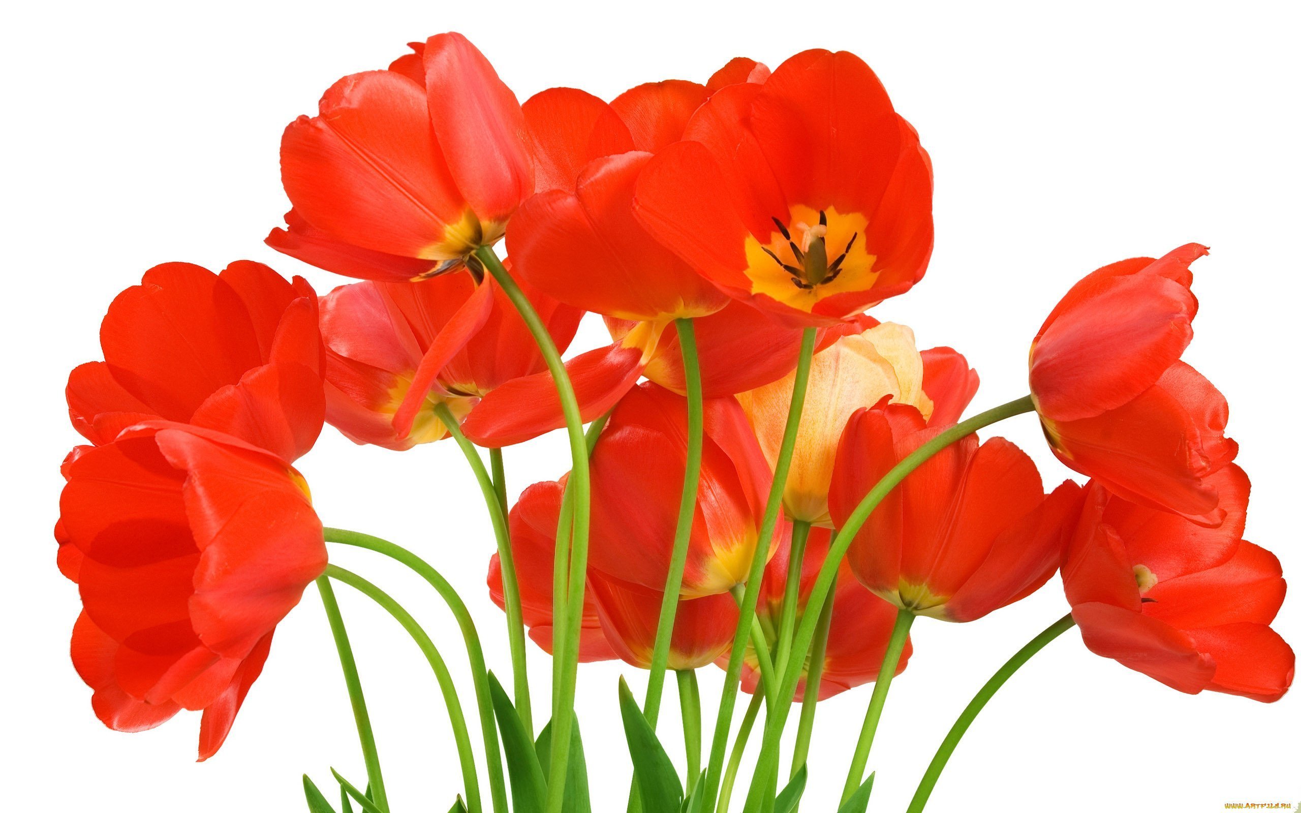 Цветы красного цвета на прозрачном фоне фото