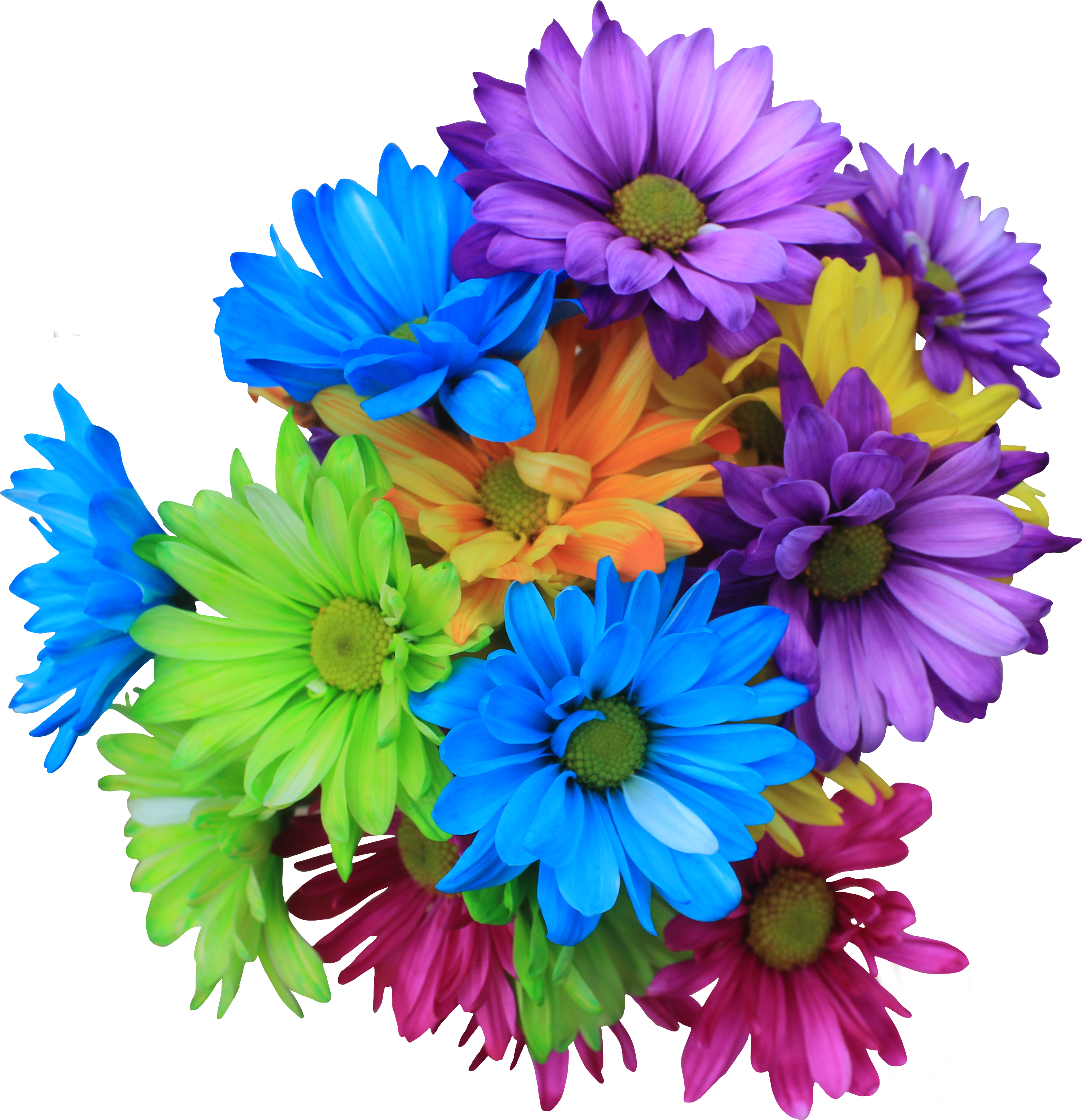 Цветы разных цветов на прозрачном фоне фото