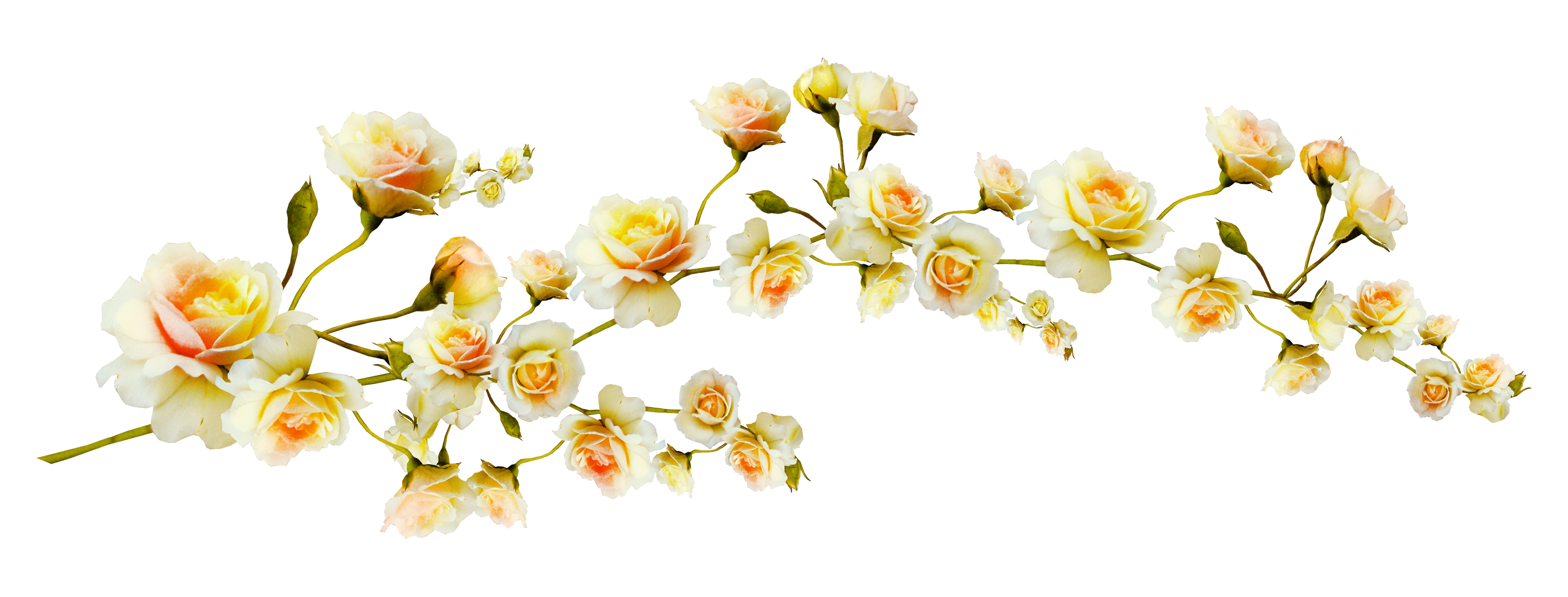 Цветы узкие на прозрачном фоне фото