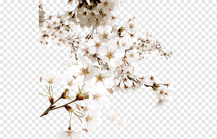 Цветы вишни на прозрачном фоне фото