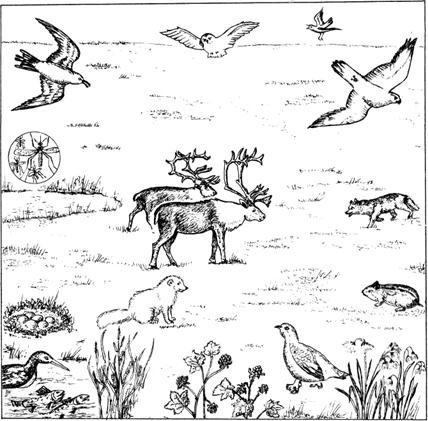 Тундра животные и растения рисунок фото